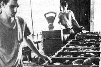 1975: מחסן דגים חדש בתל אביב.